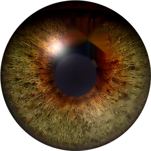 Lens swatch